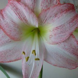 FlowerHead(Lily).JPG