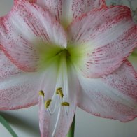 FlowerHead(Lily)